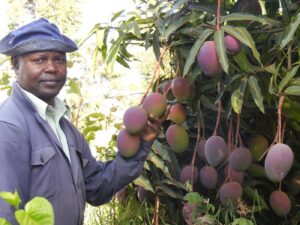 Read more about the article Relief for mango farmers as EU exports to resume