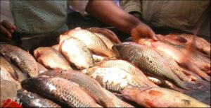 MoH: Why You Should Not Buy Fish In Nairobi-Naivasha Highway