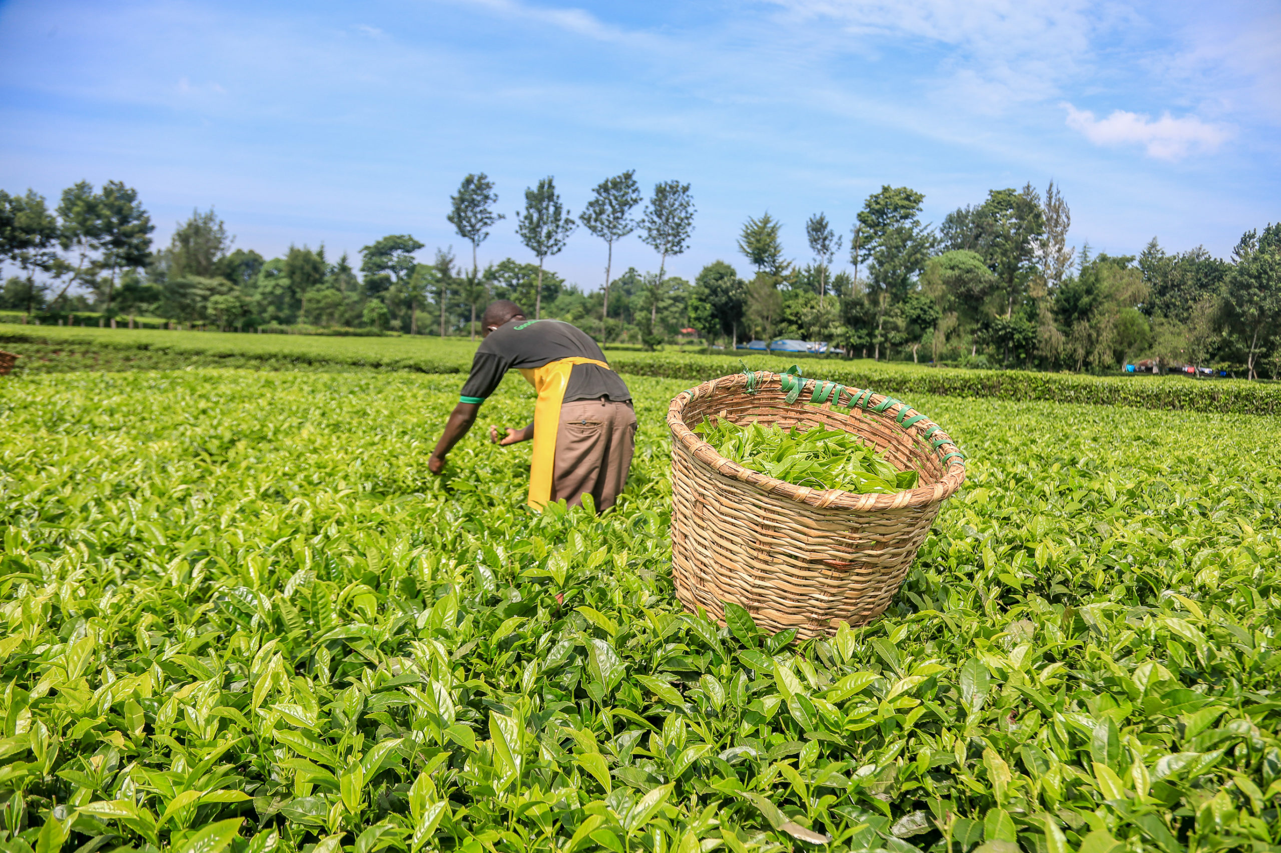 You are currently viewing Nyeri Tea Farmers Set To Earn 600 Million Bonus