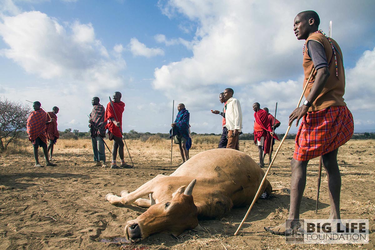 You are currently viewing Helping Maasai People And Wildlife To Live In Harmony