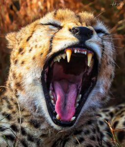 Read more about the article Yawning cheetah