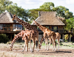 Read more about the article The Luxury Collection magazine ranks Kenya’s low-carbon luxury as the best safari to try in 2023