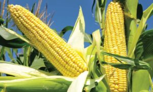 Read more about the article Millers loses its license to import maize