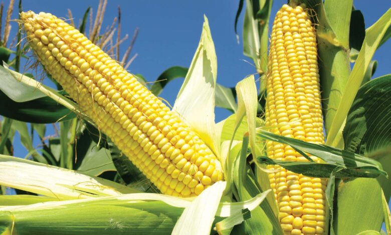 You are currently viewing Millers loses its license to import maize