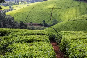 Read more about the article Tea revenue rises by Sh2 billion