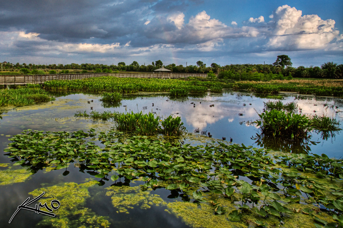Read more about the article Wetlands in Peril – A Climate Change Imperative