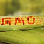 President Ruto Govt Barred From Importing GMOs