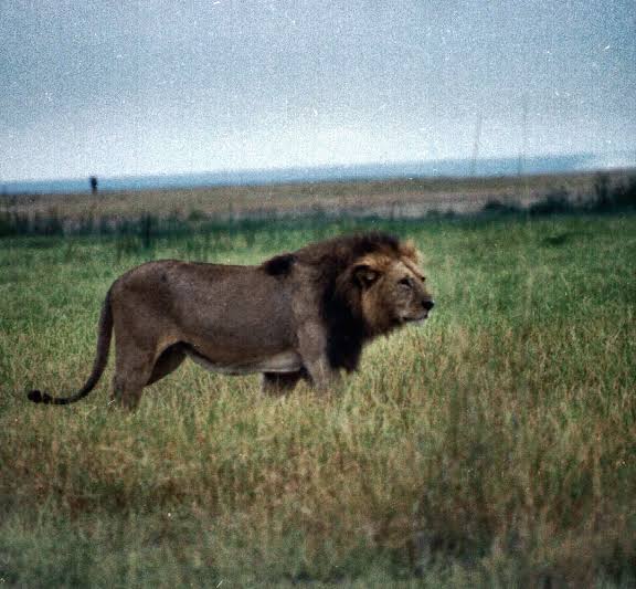 Read more about the article Oldest Lion In Amboseli Killed