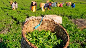 Read more about the article Tea Farmers to receive unprecedented 44.15 billion bonus