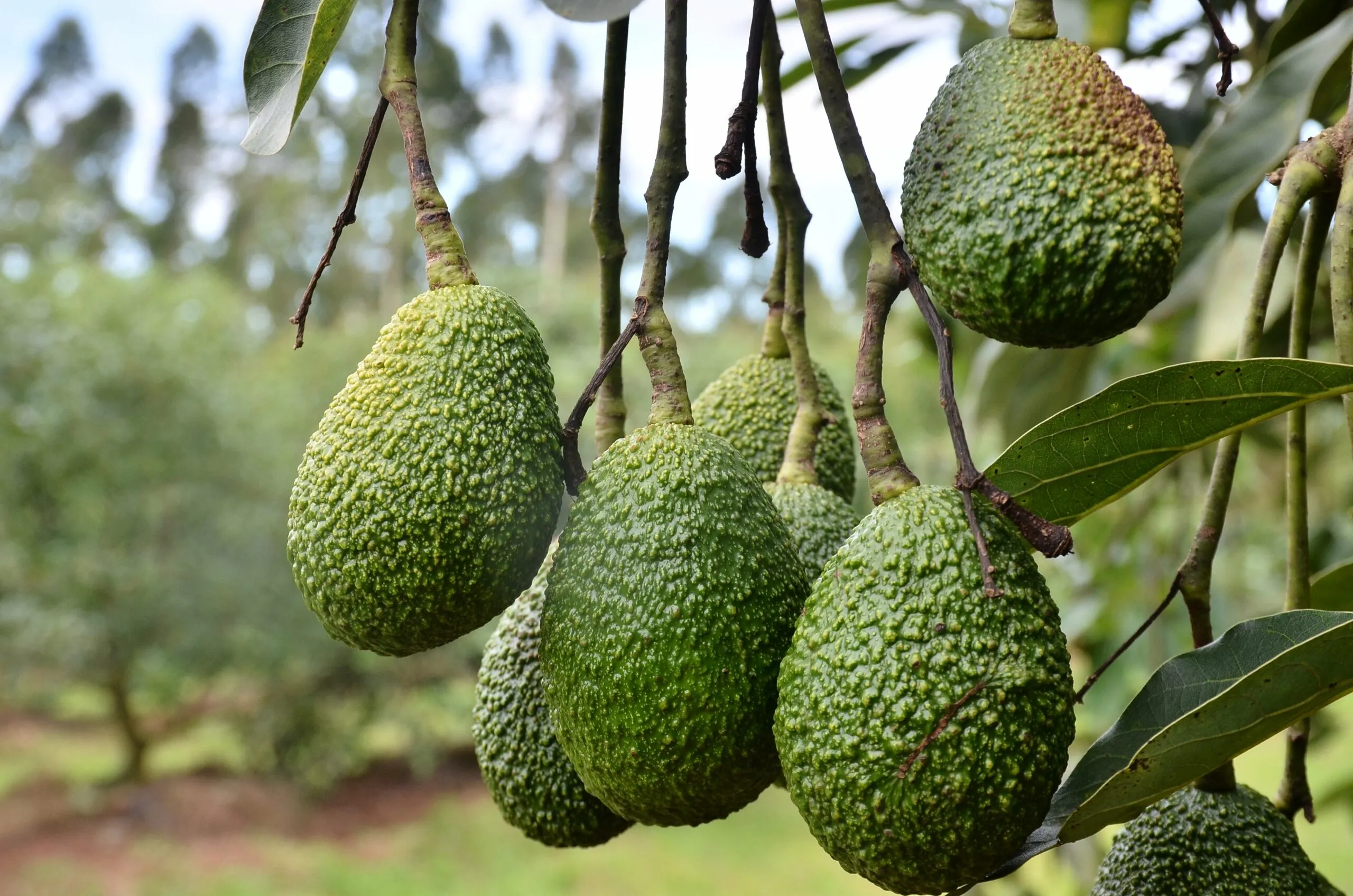 You are currently viewing Kenya To Ban Avocado Export