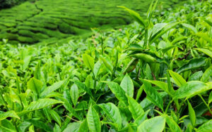 Read more about the article Tea output hits four-month low after long rainy season ends